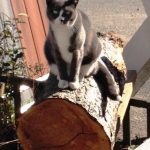 Teco the Cat on a log